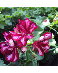 Geranium Lierre Rouletta