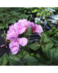 Geranium Lierre Temprano Butterfly
