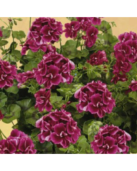Geranium Lierre Toscana Pia