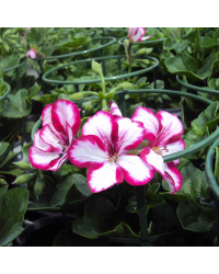 Geranium Lierre Villetta Burgundy