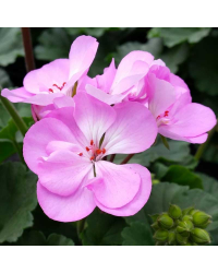 Geranium Zonal Greta