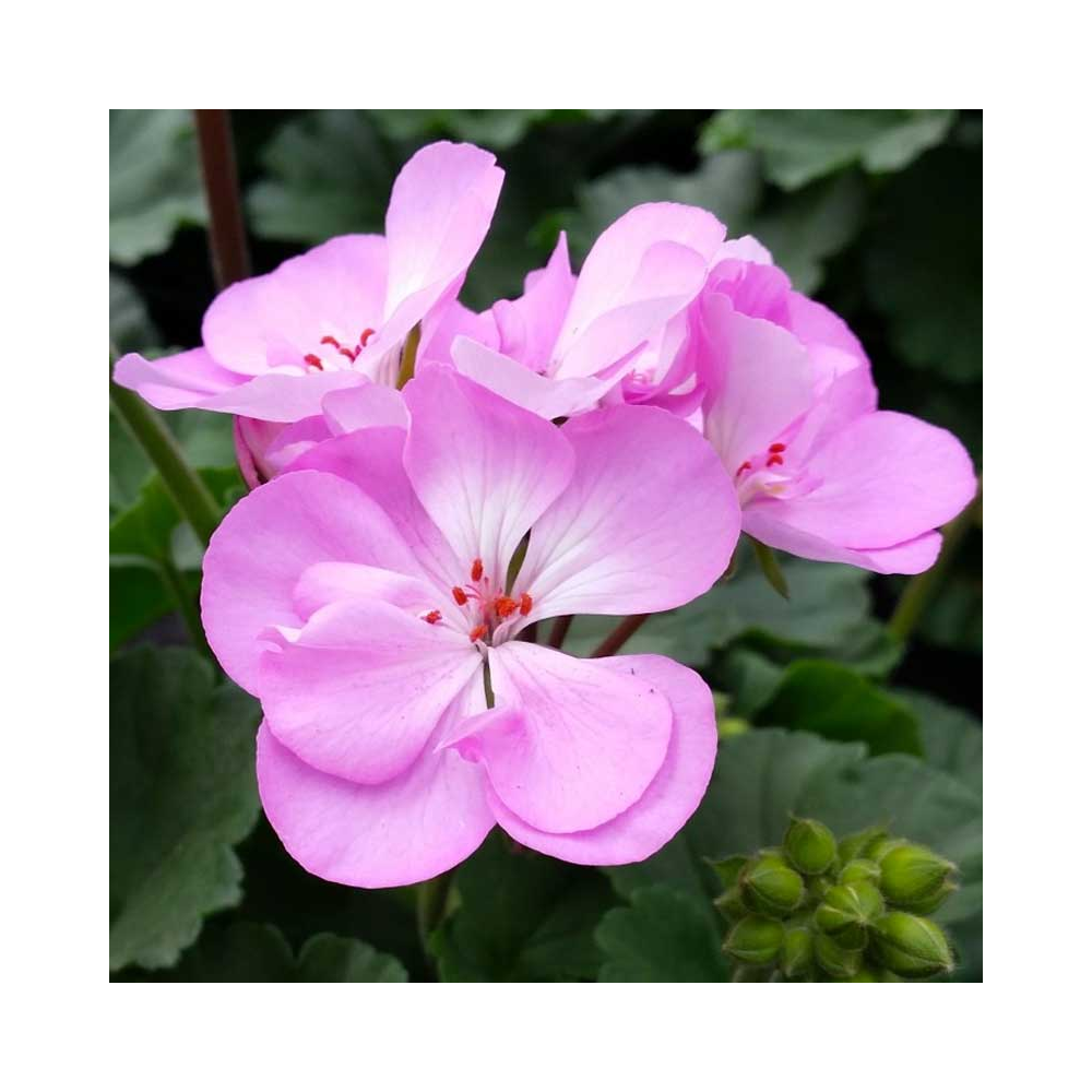 Geranium Zonal Greta