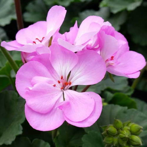 Geranium Zonal Greta