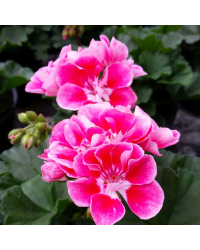 Geranium Zonal Spanish Wine Rose