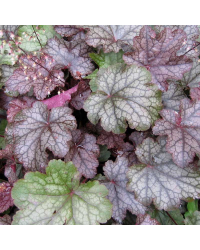 Heuchere Amethyst Myst