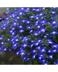 Lobelia Hot Bavaria