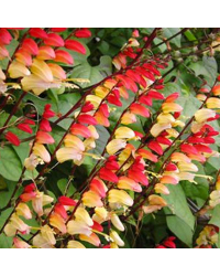 Mina Lobata Jungle Queen (Ipomee)
