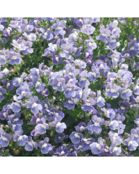 Nemesia Sunpeddle Painted Rose