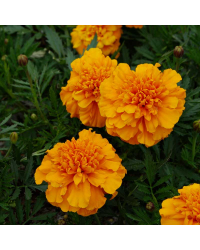 Oeillet Dinde Nana Aton Orange