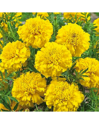 Oeillet Dinde Nana Aton Yellow