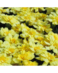 Oeillet Dinde Vanilla Cream