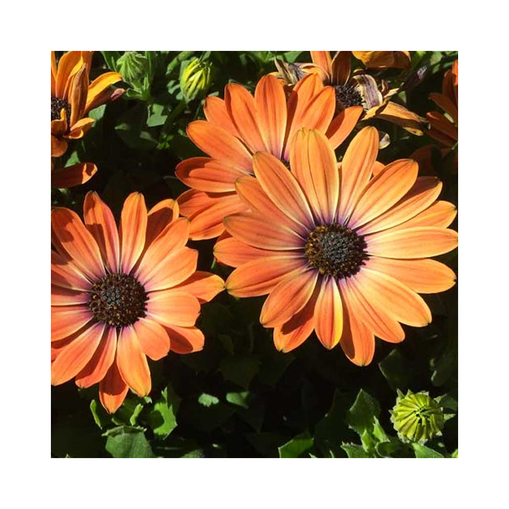 Osteopermum Astra Orange Sunrise