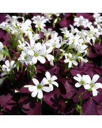 Oxalis Xalis Burgundy Wine