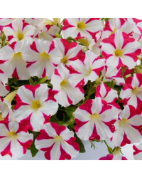 Petunia Amore Mio