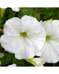 Petunia Droit Granada Pacta Parade White