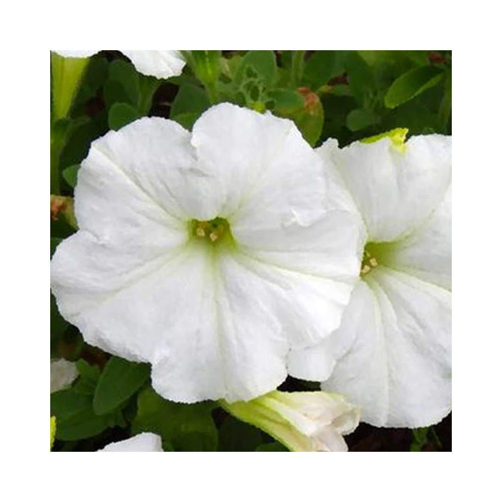 Petunia Droit Granada Pacta Parade White