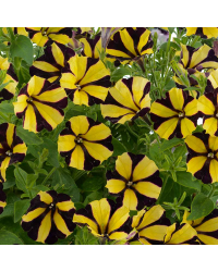 Petunia Gotunia Tiger Stripe