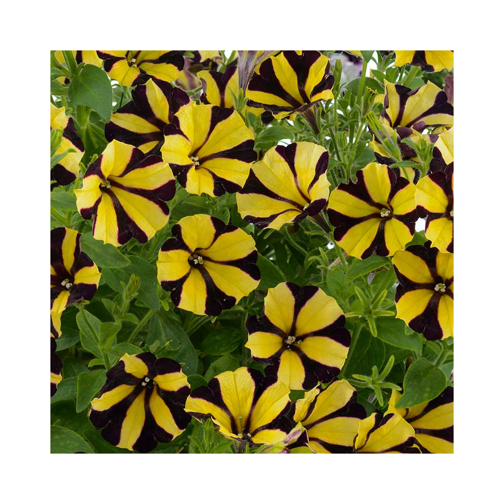 Petunia Gotunia Tiger Stripe