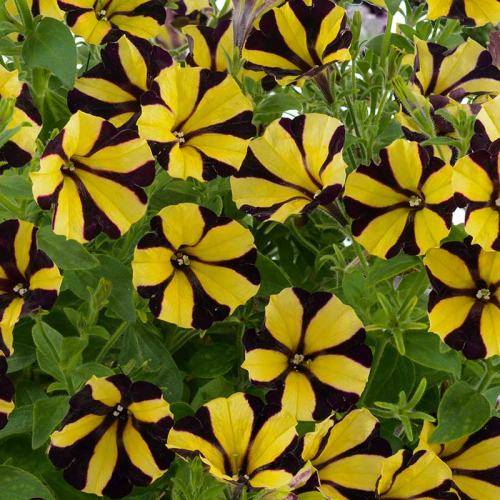 Petunia Hybrida Ray Sunflower Black Yellow Stripes