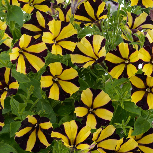 Petunia Gotunia Tiger Stripe