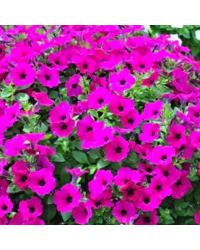 Petunia Retombant Surfinia Purple