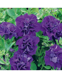 Petunia Retombant Surfinia Star Violet