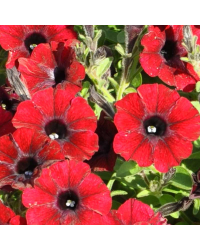 Petunia Supertunia Chocolina