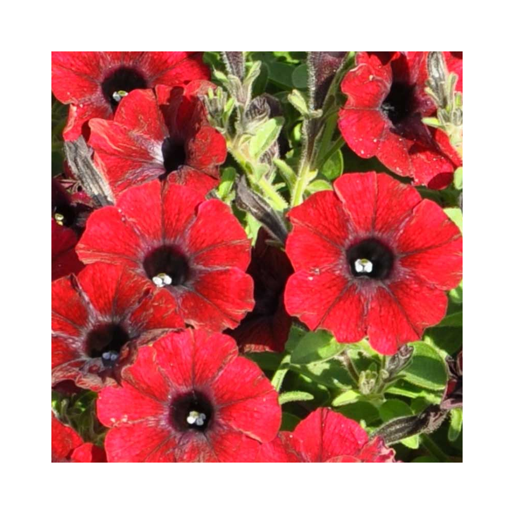 Petunia Supertunia Chocolina