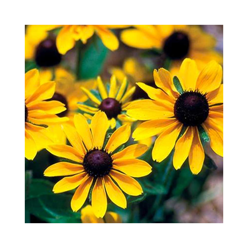 Rudbeckia Hirta Toto Gold
