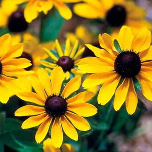 Rudbeckia Hirta Toto Gold