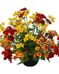 Trixi Triomio Sunsatia Little Solero