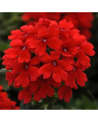 Verveine Endurascape Cpt Lava Red
