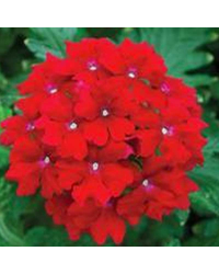 Verveine Hybrida Lanai Early Deep Red