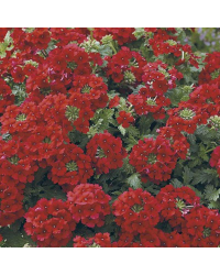 Verveine Hybrida Lanai Magelana Deep Red