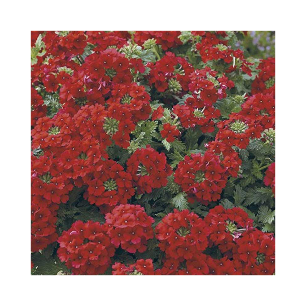 Verveine Hybrida Lanai Magelana Deep Red