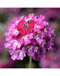 Verveine Hybrida Lanai Twister Burgundy