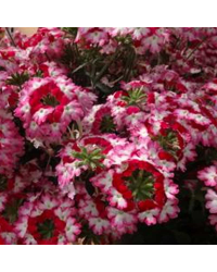 Verveine Hybrida Lanai Twister Red