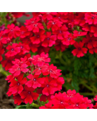 Verveine Sun Lady Red