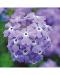Verveine Sun Tungsten Blue Sky