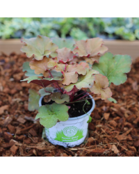 Pot plante Heuchere Creme Brulee