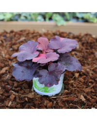 Pot plante Heuchere Galaxy