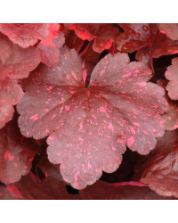 Feuille Heuchere Galaxy
