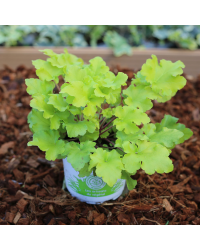 Pot plante Heuchère Lime Marmalade
