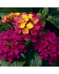 Lantana Bandana Cherry