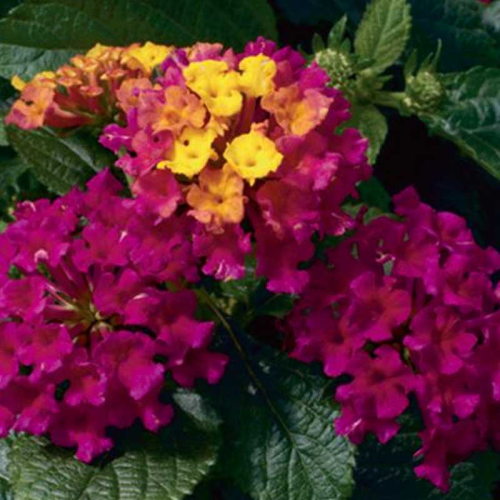 Lantana Bandana Cherry