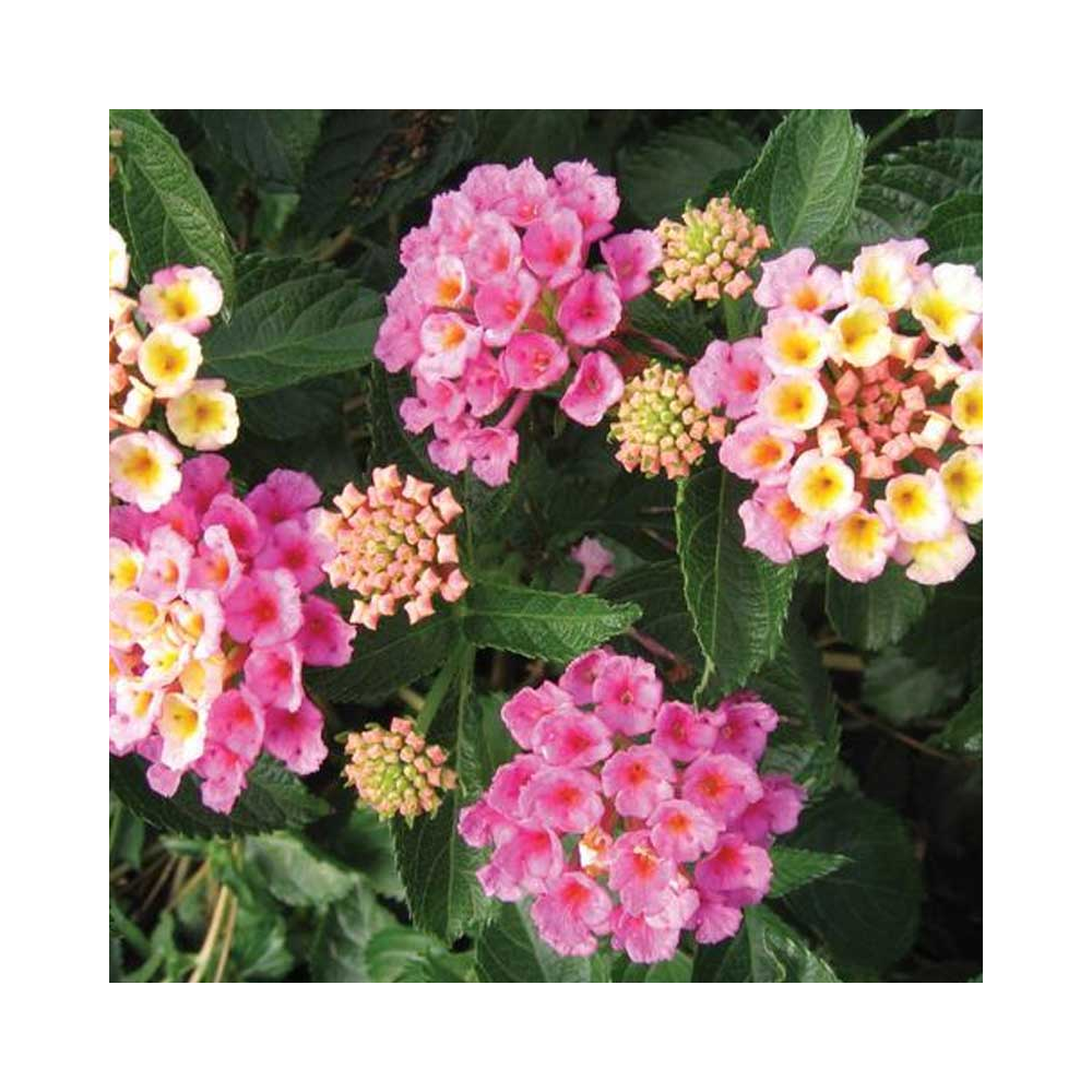 Lantana Bandana Rose