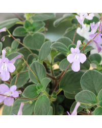 Streptocarpus Saxorum