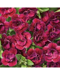 Calibrachoa Hybrida Double Burgundy Red