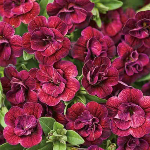 Calibrachoa Hybrida Double Burgundy Red