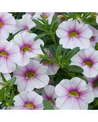 Calibrachoa Noa Almond Blossom